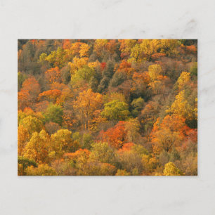 Carte Postale États-Unis, Tennessee. Feuillage d'automne 2
