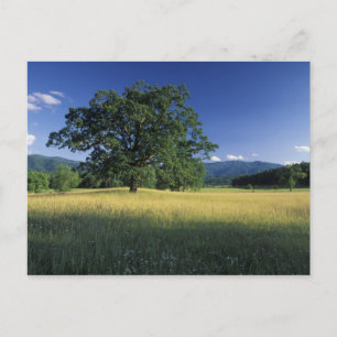 Carte Postale États-Unis, Tennessee. Grandes montagnes fumées 3