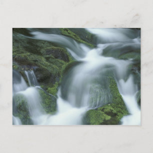 Carte Postale États-Unis, Tennessee, Great Smoky Mountains NP.