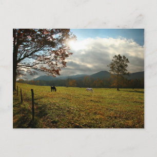 Carte Postale États-Unis, Tennessee. Horses in Cades Cove Valley