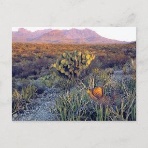 Carte Postale États-Unis, Texas, Big Bend NP. Un crépuscule rose