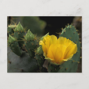 Carte Postale États-Unis, Texas, Cactus d'opuntia en fleurs.