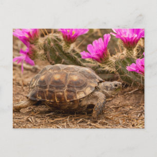 Carte Postale États-Unis, Texas, comté de Hidalgo. Tortue