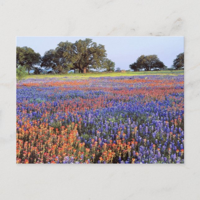 Carte Postale États-Unis, Texas, Llano. Bluebonnets et redbonnet (Devant)