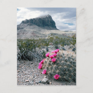 Carte Postale États-Unis, Texas, Parc national de Big Bend. Flor