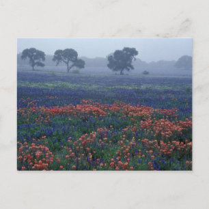 Carte Postale États-Unis, Texas, près de Lytle Brouillard, chêne