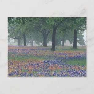 Carte Postale États-Unis, Texas, Texas Hill Country Champ vaste