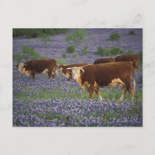 Carte Postale États-Unis, Texas, Texas Hill Country, Hereford
