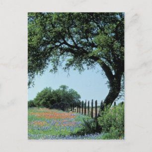 Carte Postale États-Unis, Texas, Texas Hill Country Paintbrush e