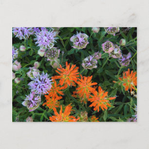 Carte Postale États-Unis, Utah, antémémoire nationale des forêts