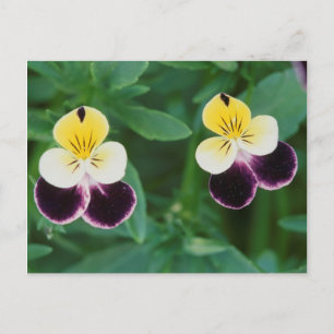 Carte Postale États-Unis, Utah, Cache Valley, Johnny Jump Up