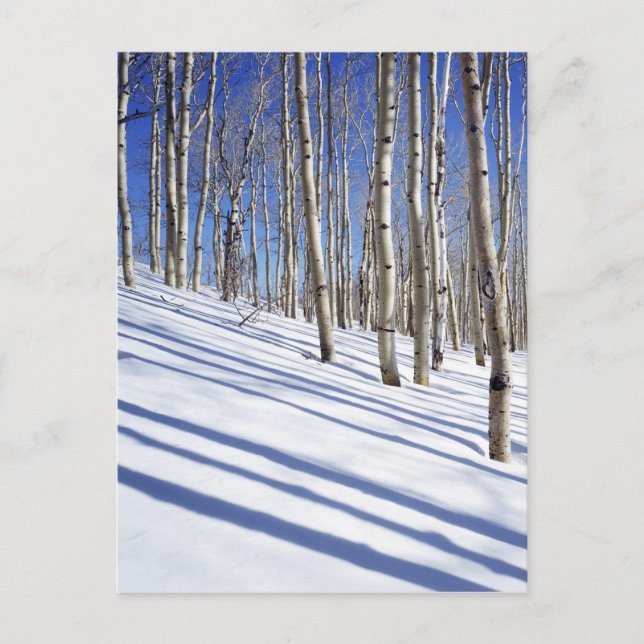 Carte Postale États-Unis, Utah, forêt nationale de Dixie, Aspen  (Devant)