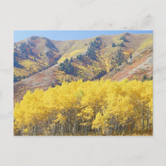 Carte Postale États-Unis, Utah, Forêt nationale de Wasatch-Cache (Devant)