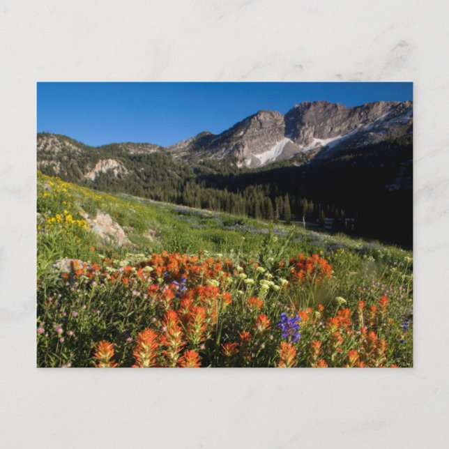 Carte Postale États-Unis, Utah, Forêt nationale d'Uinta-Wasatch- (Devant)
