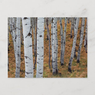 Carte Postale États-Unis, Utah, Forêt nationale d'Uinta-Wasatch-