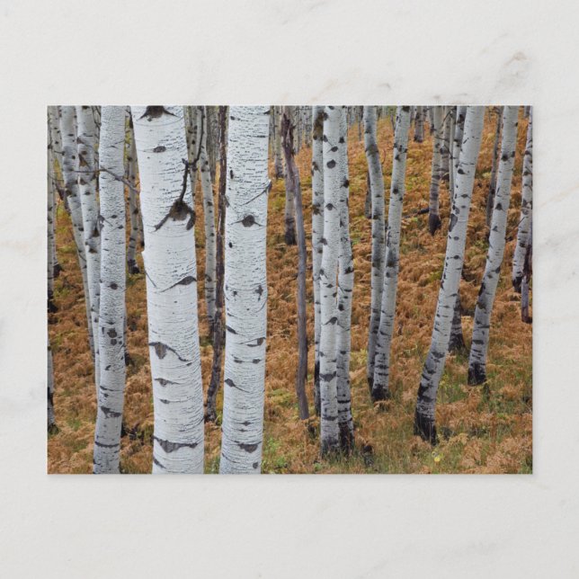 Carte Postale États-Unis, Utah, Forêt nationale d'Uinta-Wasatch- (Devant)
