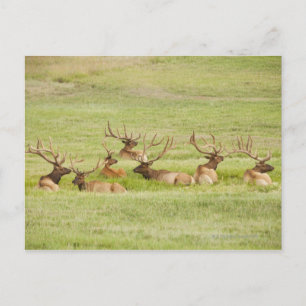 Carte Postale États-Unis, Utah, Groupe de taureaux Elk (Cervus c