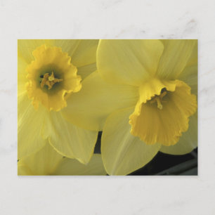 Carte Postale États-Unis, Utah, jonquilles de Cache Valley