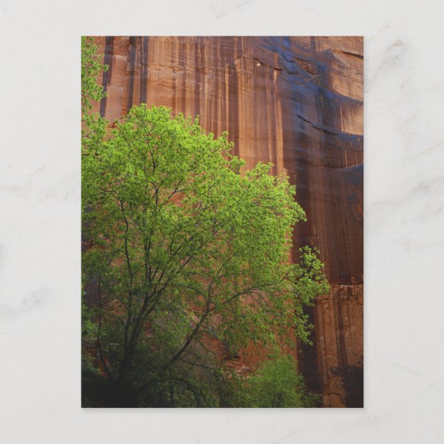 Carte Postale États-Unis, Utah, Paria Canyon- Vermillion Cliffs (Devant)