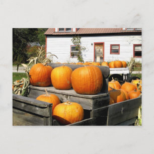 Carte Postale États-Unis, Vermont. Citrouilles