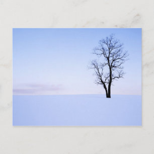 Carte Postale États-Unis, Virginie, comté de Page, Black Locust