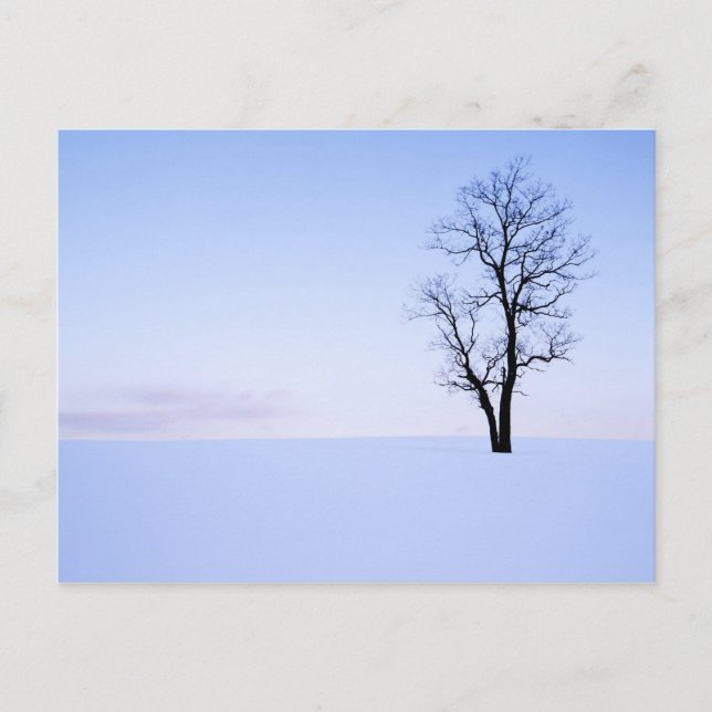 Carte Postale États-Unis, Virginie, comté de Page, Black Locust (Devant)