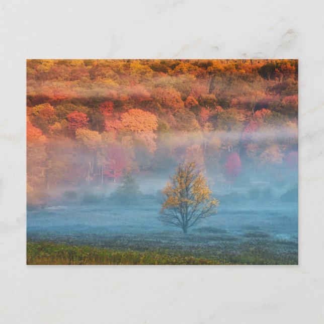 Carte Postale États-Unis, Virginie-Occidentale, Davis. Vallée br (Devant)