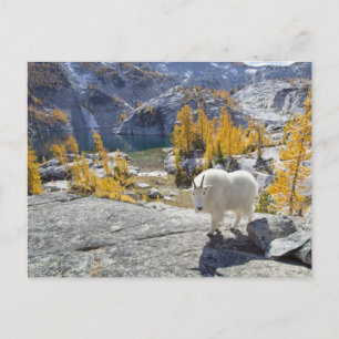 Carte Postale États-Unis, WA, Alpine Lakes WIlderness Enchantmen