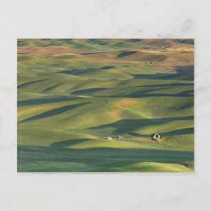 Carte Postale États-Unis, WA, comté de Whitman, champs de ferme