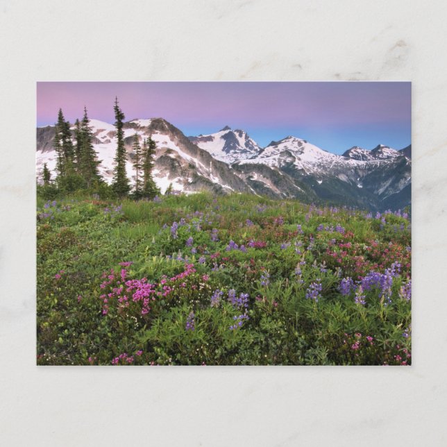 Carte Postale États-Unis, Washington, Cascade Mountains, Nord (Devant)
