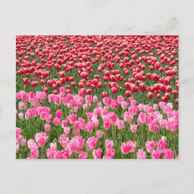 Carte Postale États-Unis, Washington. Champ de tulipes multicolo (Devant)