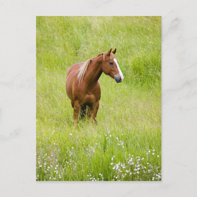 Carte Postale États-Unis, Washington, Cheval dans un champ print (Devant)