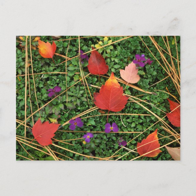 Carte Postale États-Unis, Washington, comté de Spokane, Feuilles (Devant)