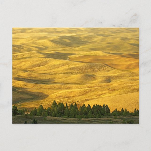 Carte Postale États-Unis, Washington, comté de Whitman, Palouse, (Devant)