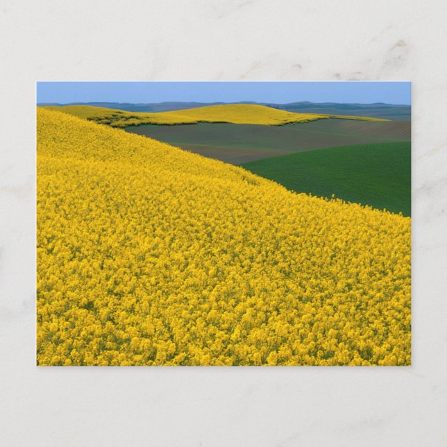 Carte Postale États-Unis, Washington, comté de Whitman, Palouse, (Devant)