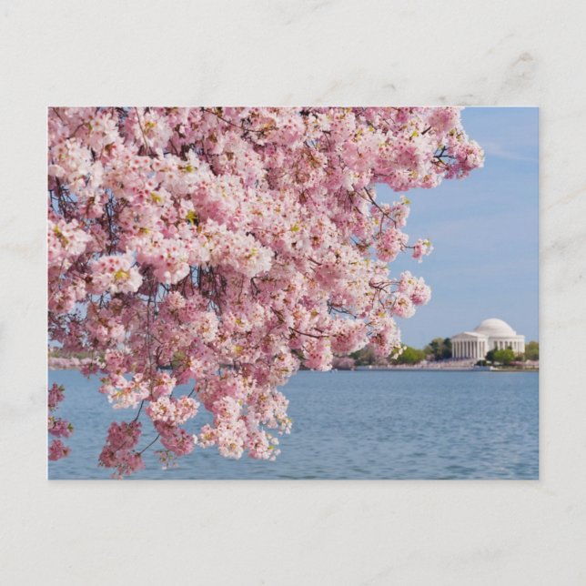 Carte Postale États-Unis, Washington DC, Cerisier (Devant)