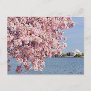 Carte Postale États-Unis, Washington DC, Cherry tree