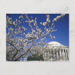 Carte Postale États-Unis, Washington DC. Festival des fleurs de