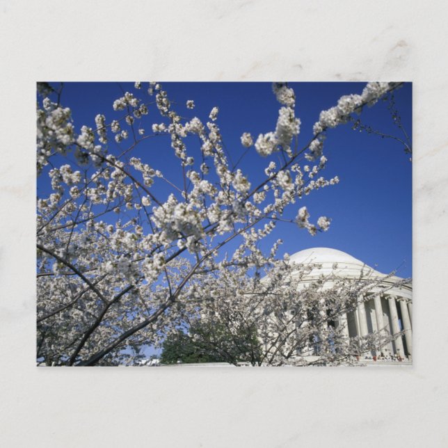 Carte Postale États-Unis, Washington DC. Festival des fleurs de  (Devant)