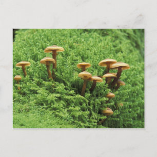 Carte Postale États-Unis, Washington. Fougères et champignons