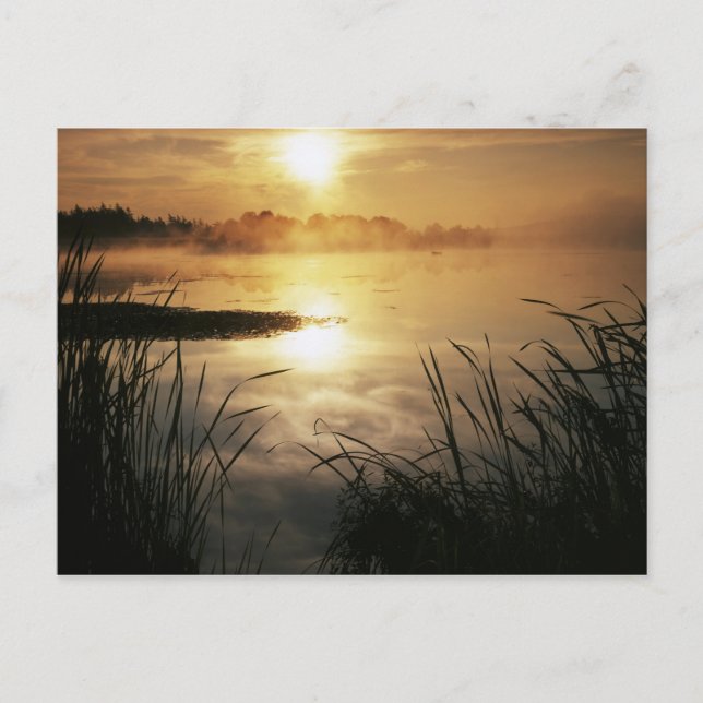 Carte Postale États-Unis, Washington, île Lopez, Brouillard mati (Devant)