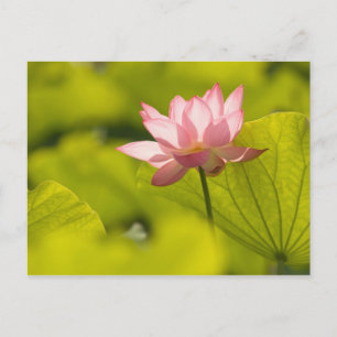 Carte Postale États-Unis, Washington, Kenilworth 2