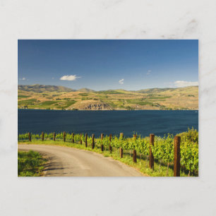 Carte Postale États-Unis, Washington, Lac Chelan. Vignoble