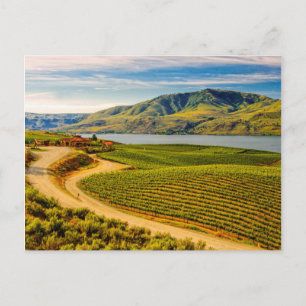 Carte Postale États-Unis, Washington, Lake Chelan. Benson Vineya