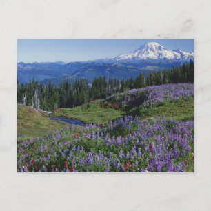 Carte Postale États-Unis, Washington Mt. Adams Wilderness, prair