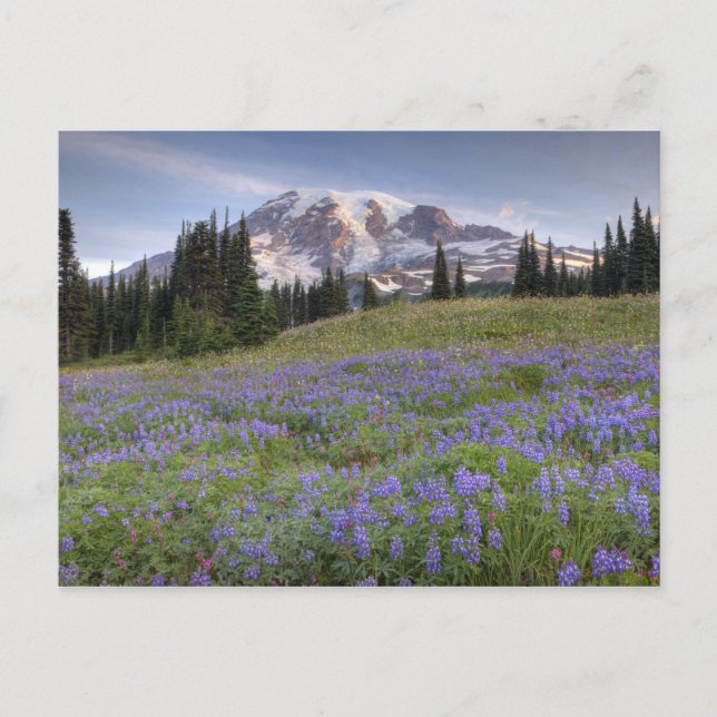 Carte Postale États-Unis, Washington, Mt. Rainier NP, Mt. Rainie (Devant)