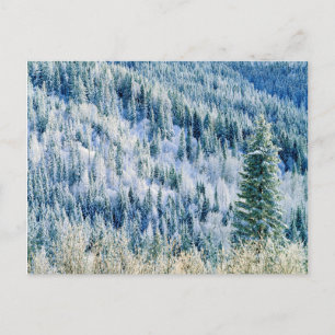 Carte Postale États-Unis, Washington, Mt. Spokane State Park, As