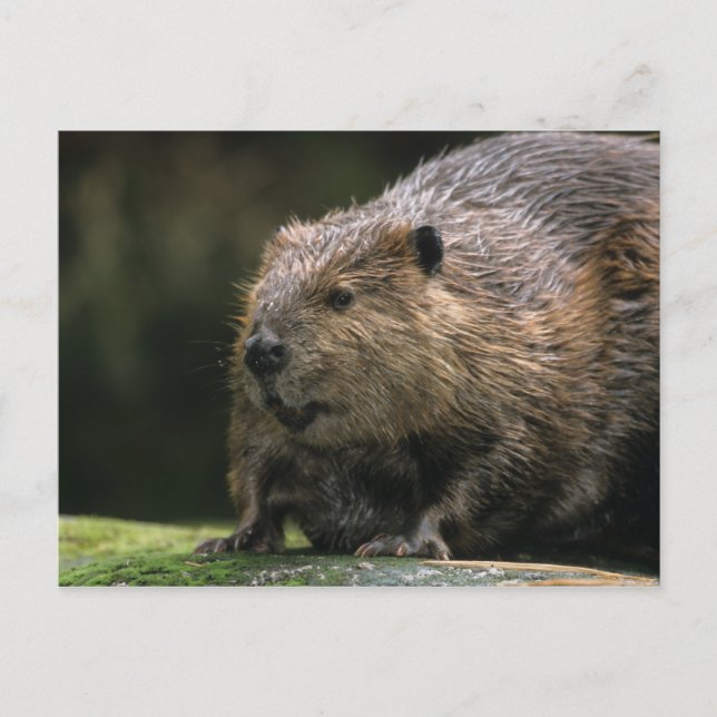 Carte Postale États-Unis, Washington, Northwest Trek. Castor (Devant)