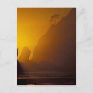 Carte Postale États-Unis, Washington, Olympic Nat'l Park, couche