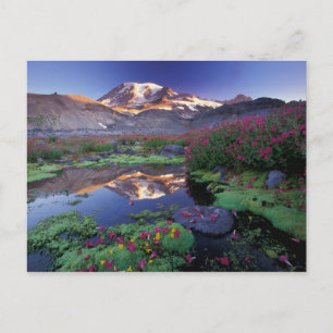 Carte Postale États-Unis, Washington, Parc national du mont Rain